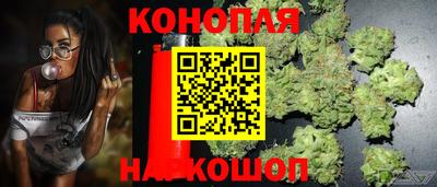 индика Кингисепп